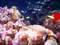Image shot at Klien Curacao South shore.
Sealife Dc 600.... by Steve Davis 